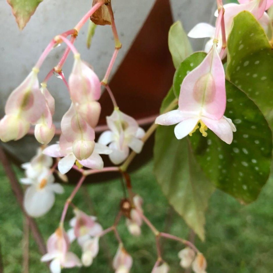 Бегония Грифон семена