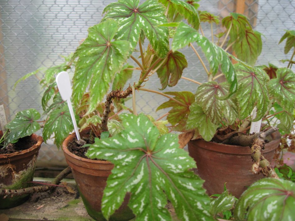 Бегония Кейн аконитифолия