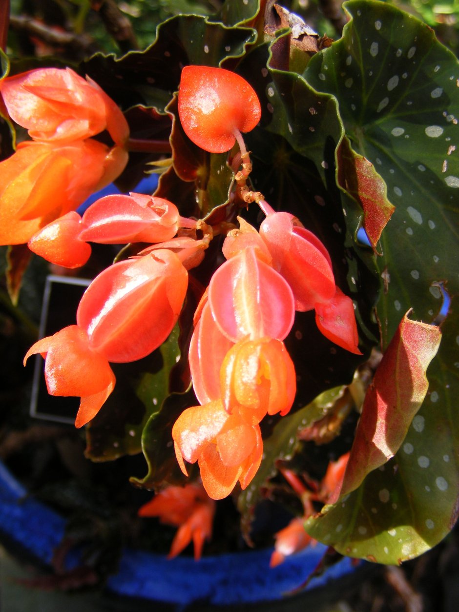 Бегония Rajah