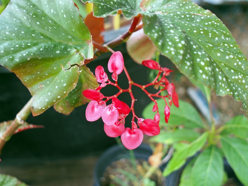 Бегония псевдолюберси Кейн