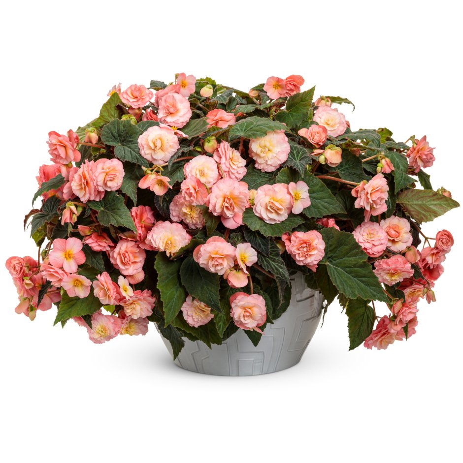 Begonia Begoniaceae