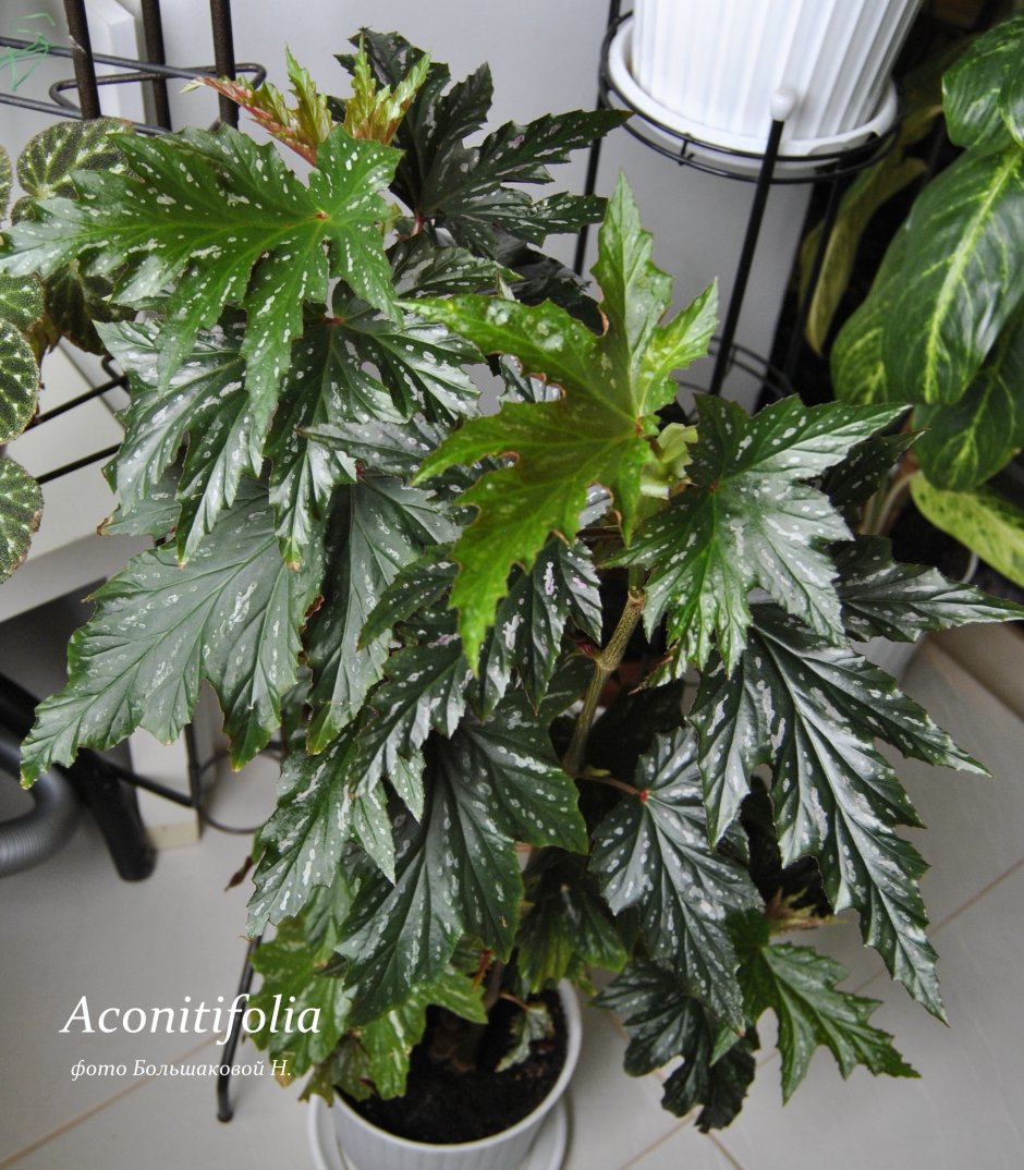 Begonia aconitifolia