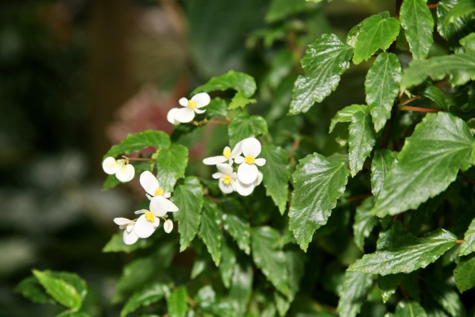 Begonia aconitifolia