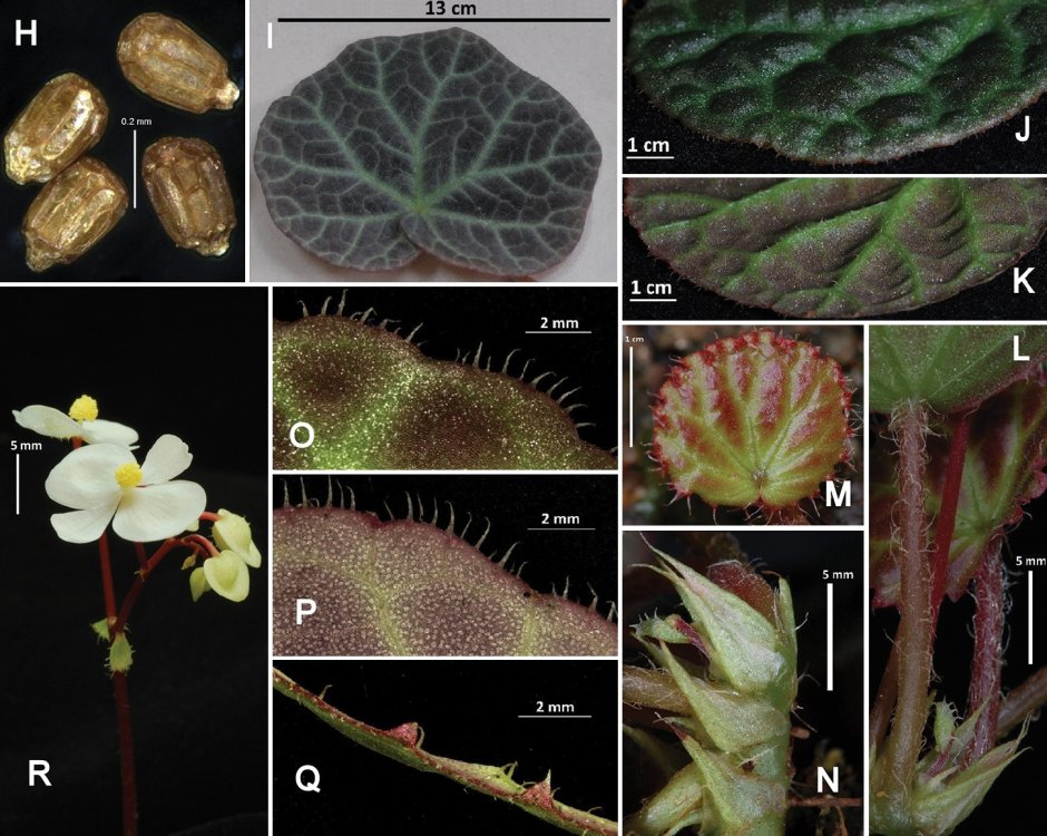 Бегония Appleblossom