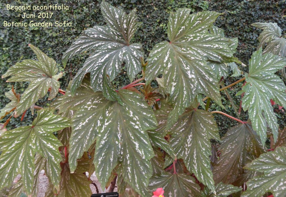 Бегония Софи Сесиль