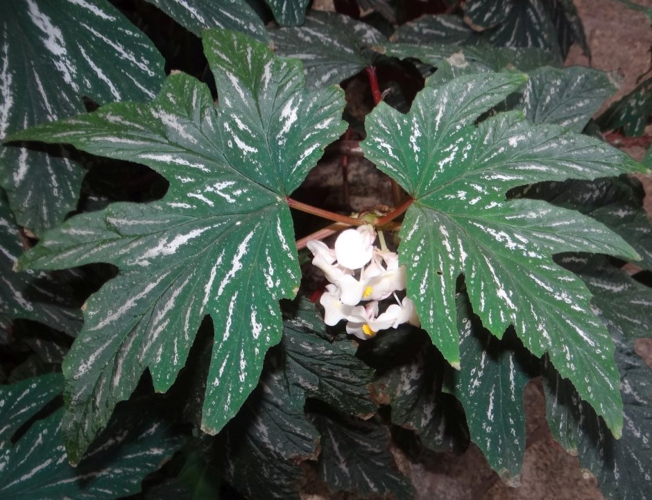 Begonia aconitifolia