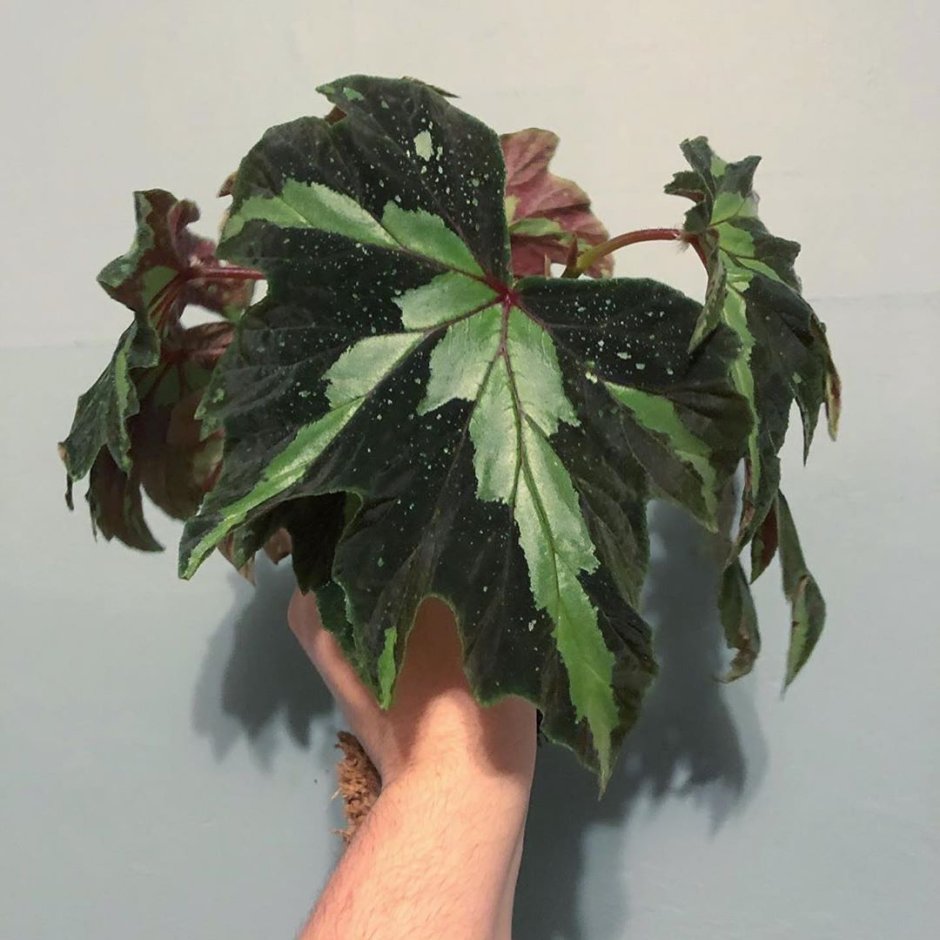 Бегония Софи Сесиль