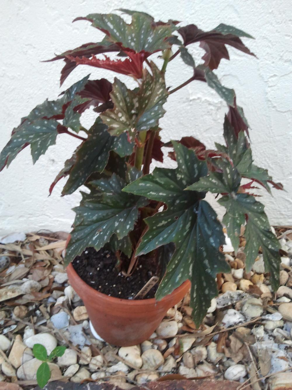 Бегония металлика