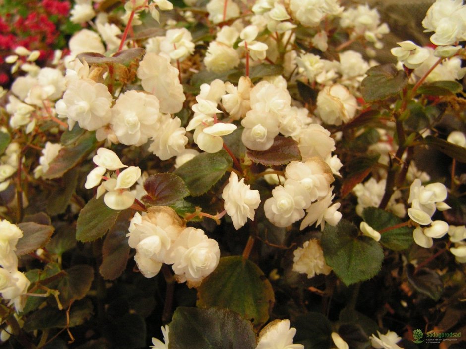 Бегония пятипалая