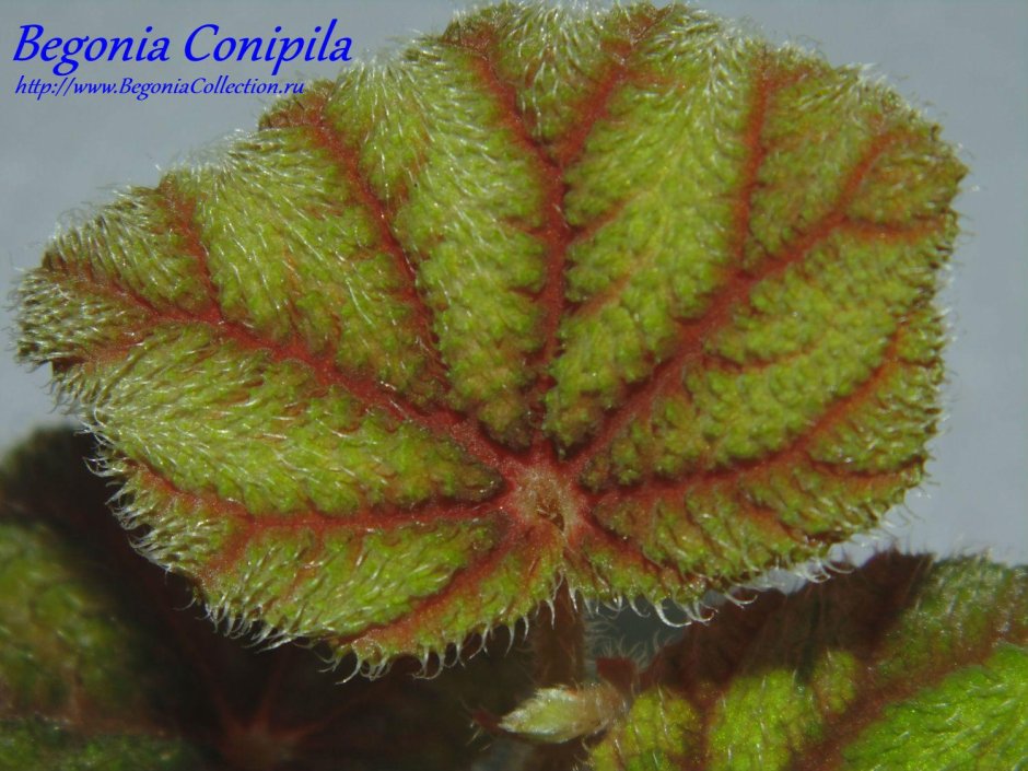 Бегония Кейн Софи Сесиль