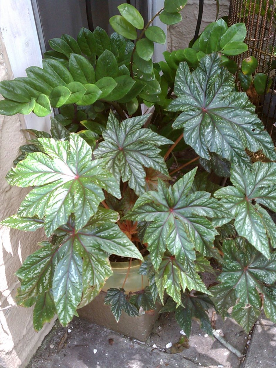 Бегония Маурисе Амей