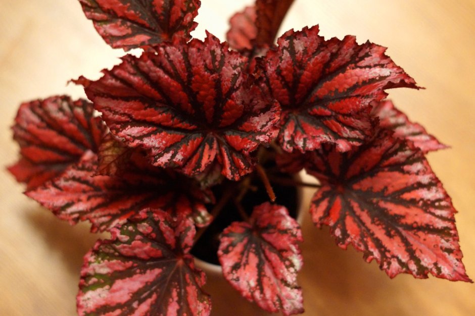 Бегония Оломоуц вечноцветущая