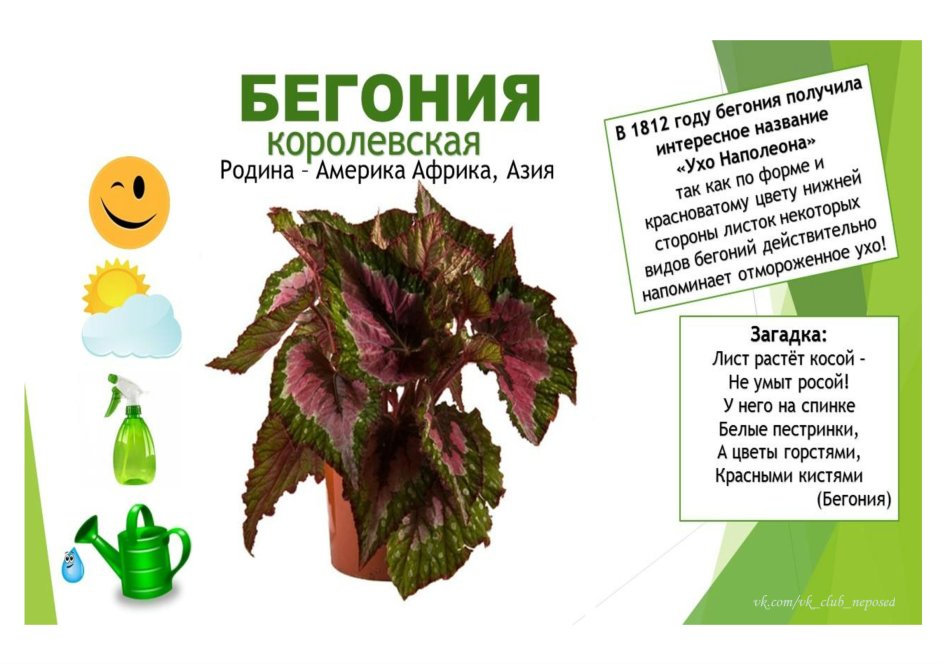 Бегония DS-Тарантул