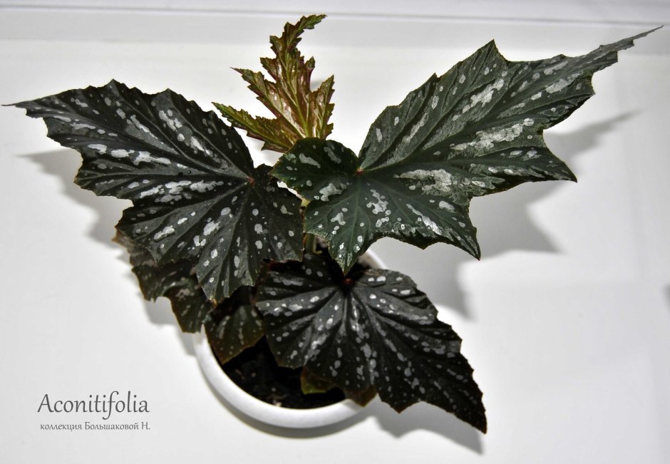 Begonia aconitifolia sceptra