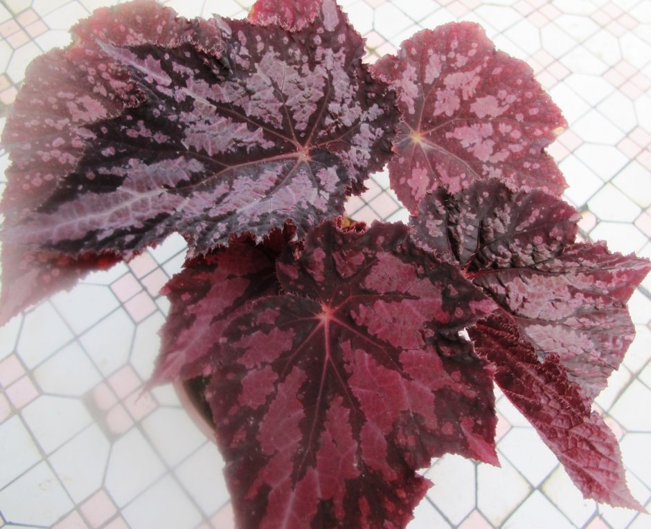 Тростниковая бегония Тамайя