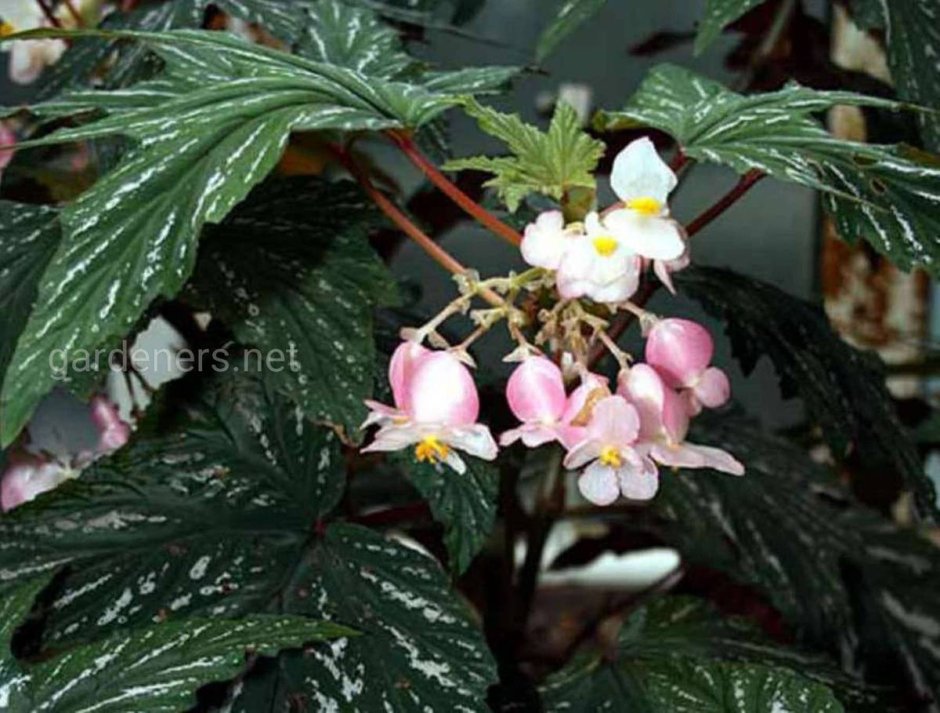 Бегония тростниковая