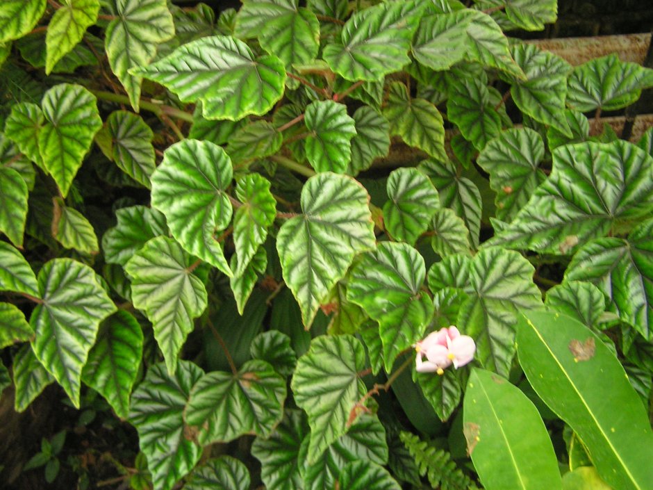 Бегония зимоцветная