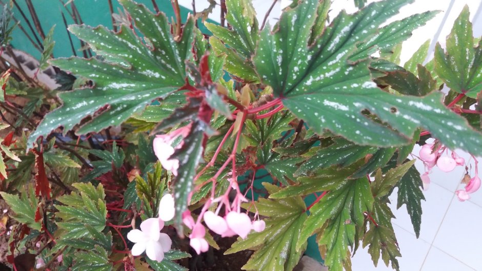 Бегония Incisa