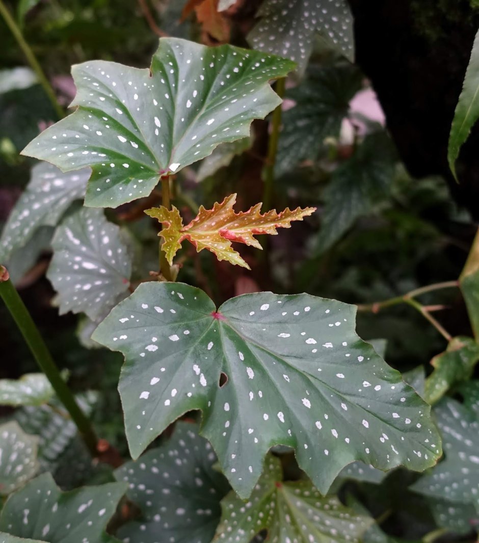 Бегония Кейн аконитифолия