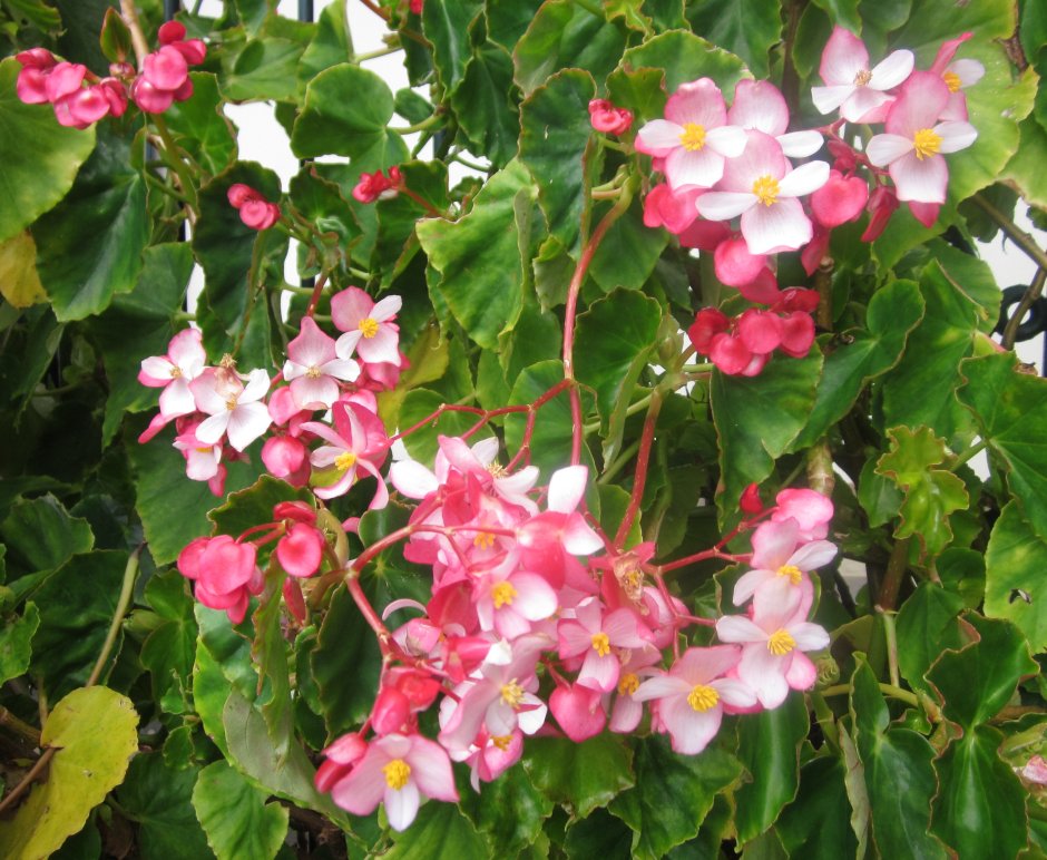 Бегония пирса фото