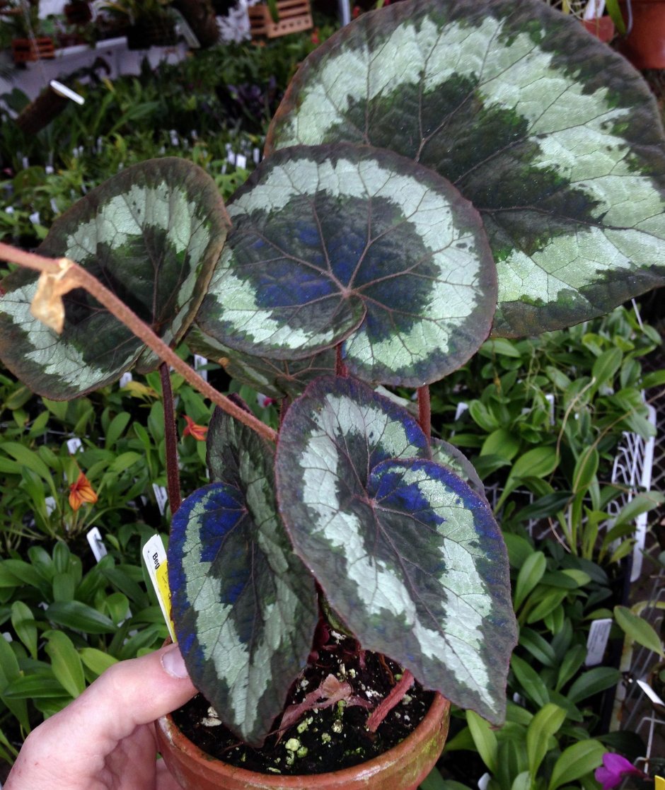 Бегония Connee Boswell