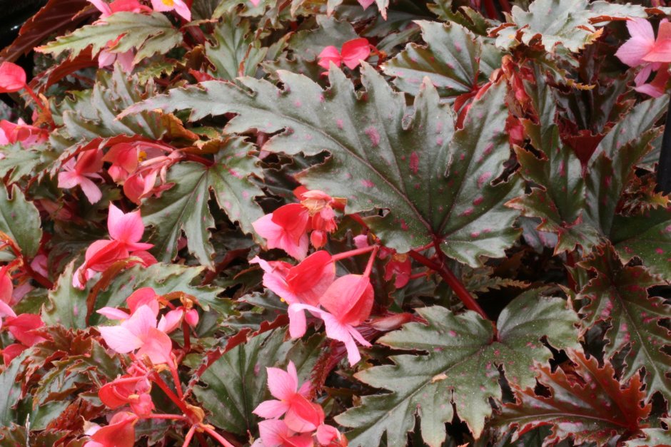 Олимпик Квин бегония