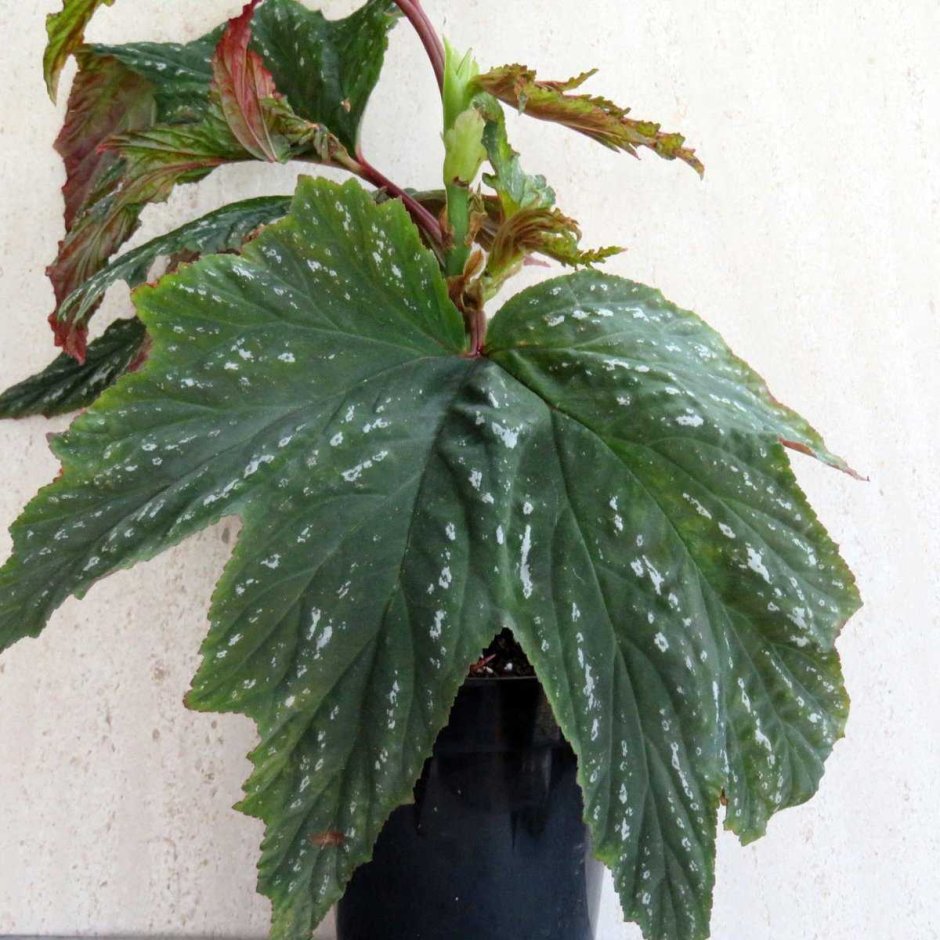 Бегониевые семейство