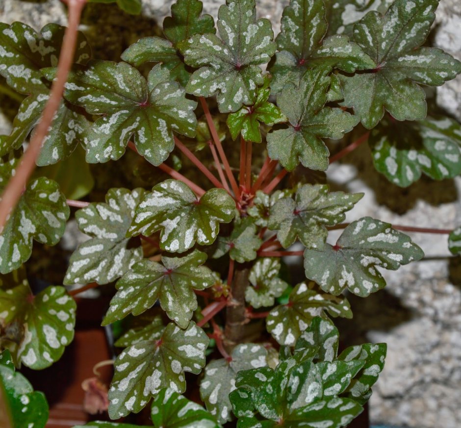 DS-Чалыкушу бегония