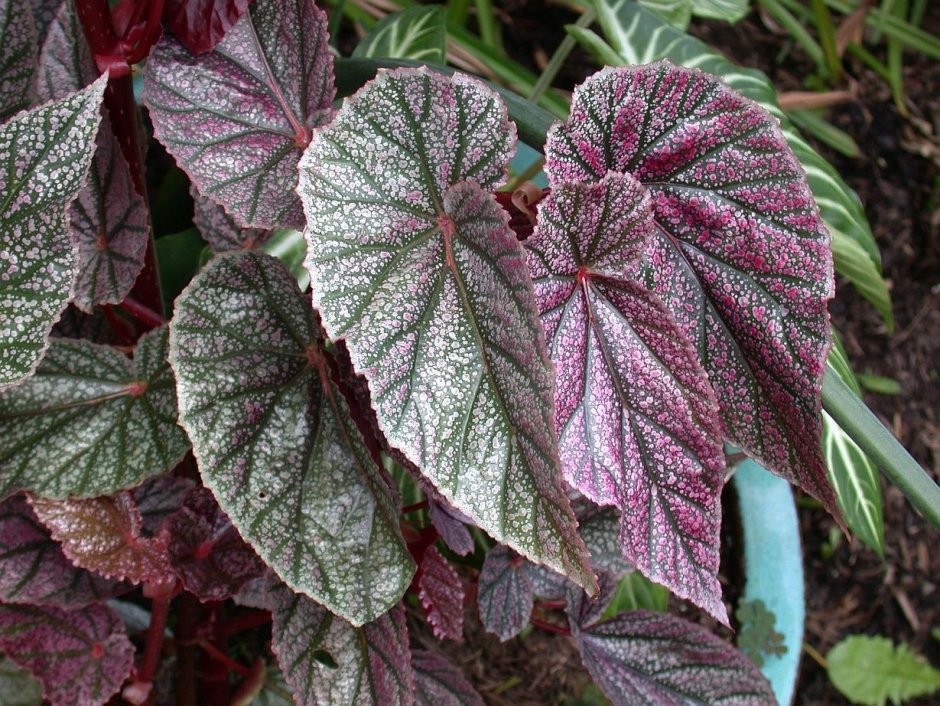 Бегония клубневая Пикоти