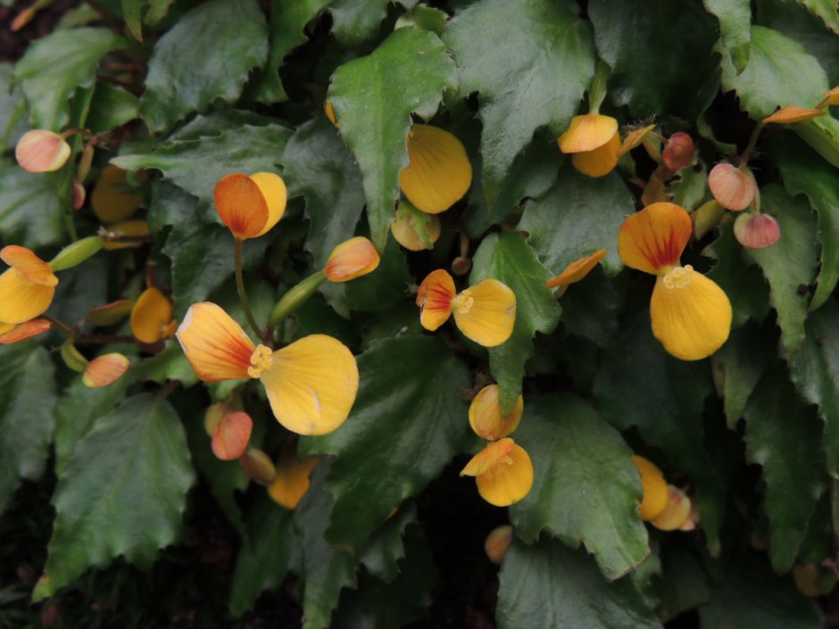 Бегония Креднера листья