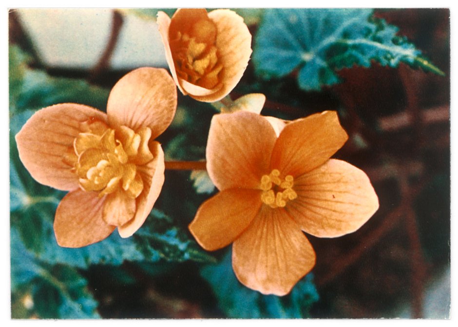 Пеперомия Каперата