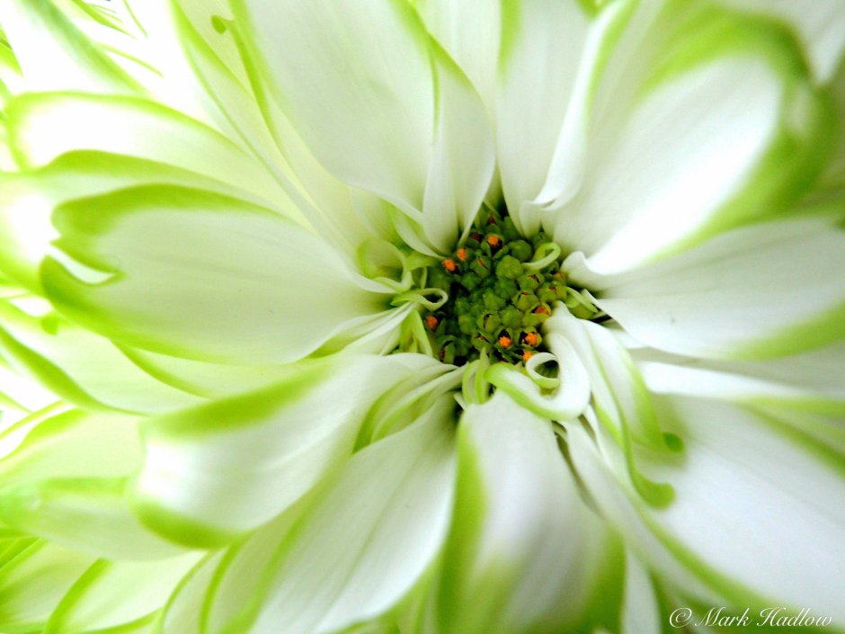 Бело зеленые цветы
