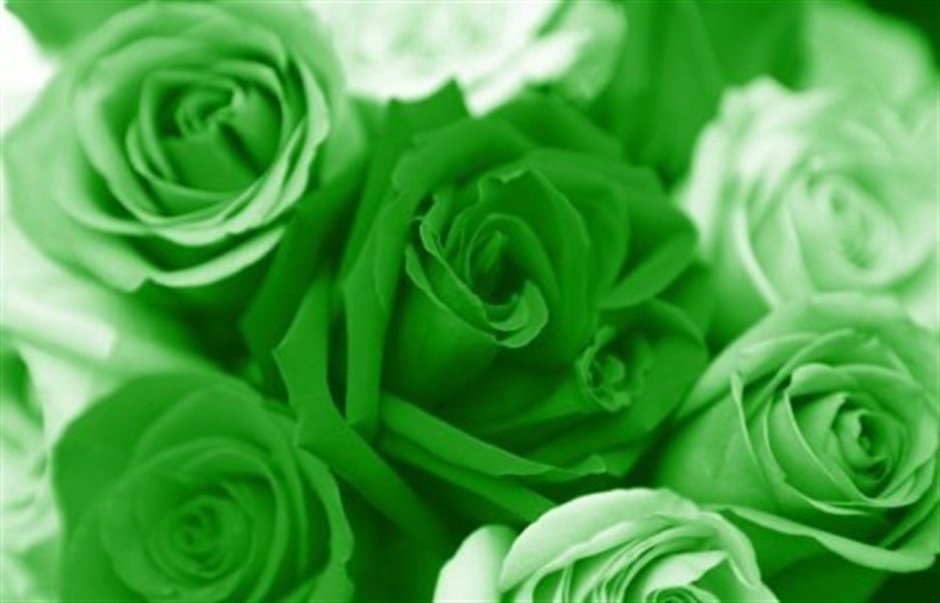Открытка с юбилеем зеленые розы