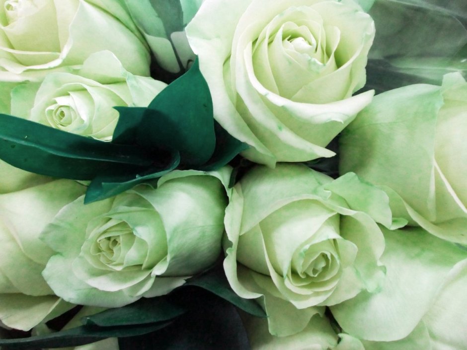 Майрогрин роза бело зеленая