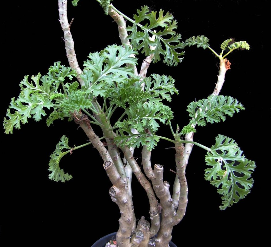 P.dasyphyllum пеларгония