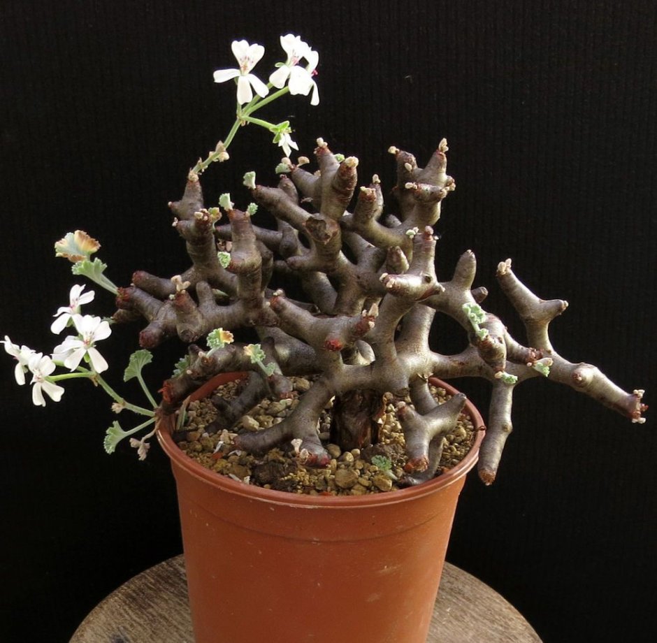 Pelargonium Mirabile