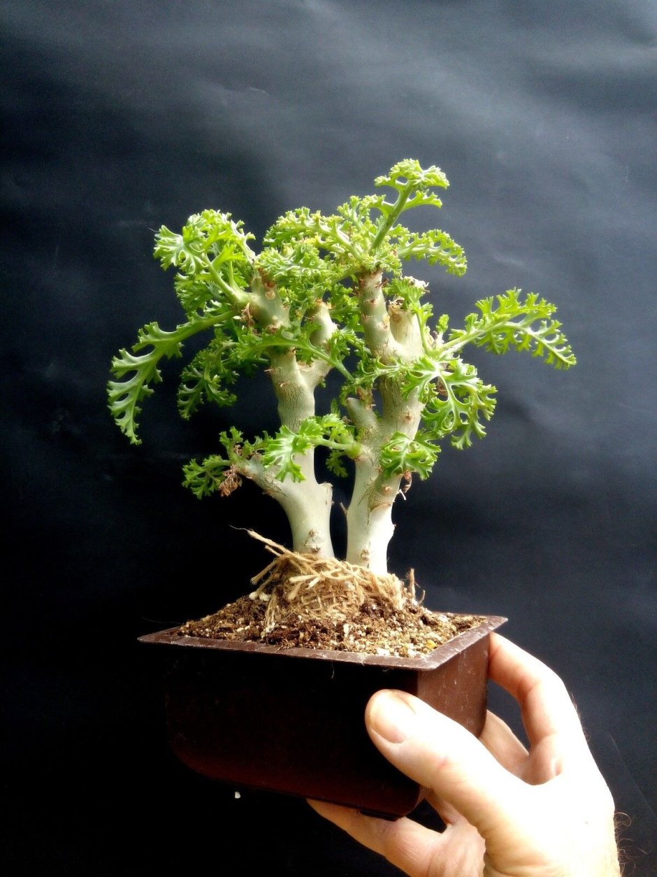 Pelargonium vinaceum (пеларгония)