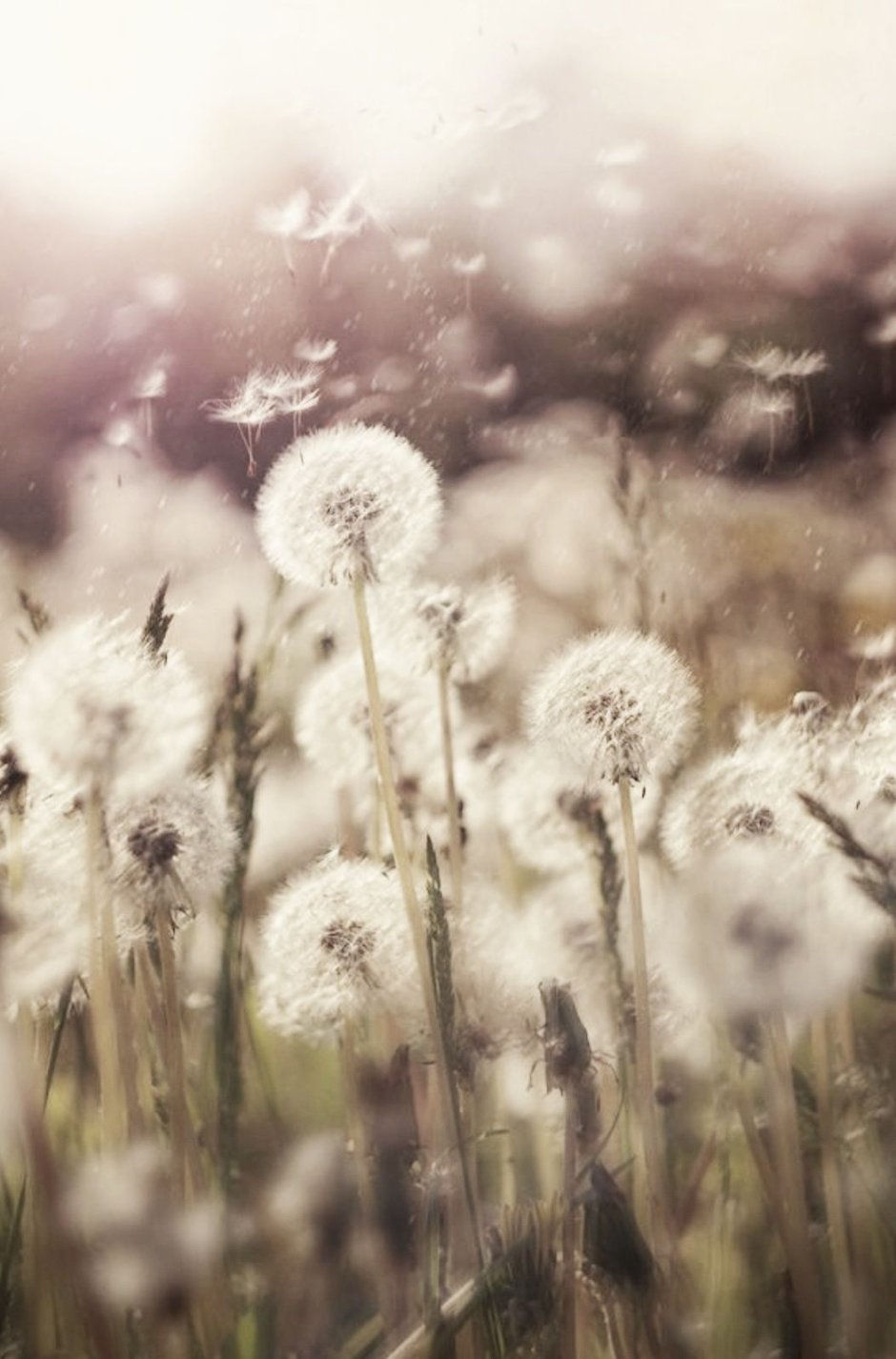 Постеры Флора скандинавские