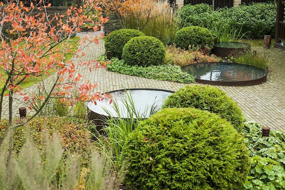 Ирга Ламарка в ландшафте