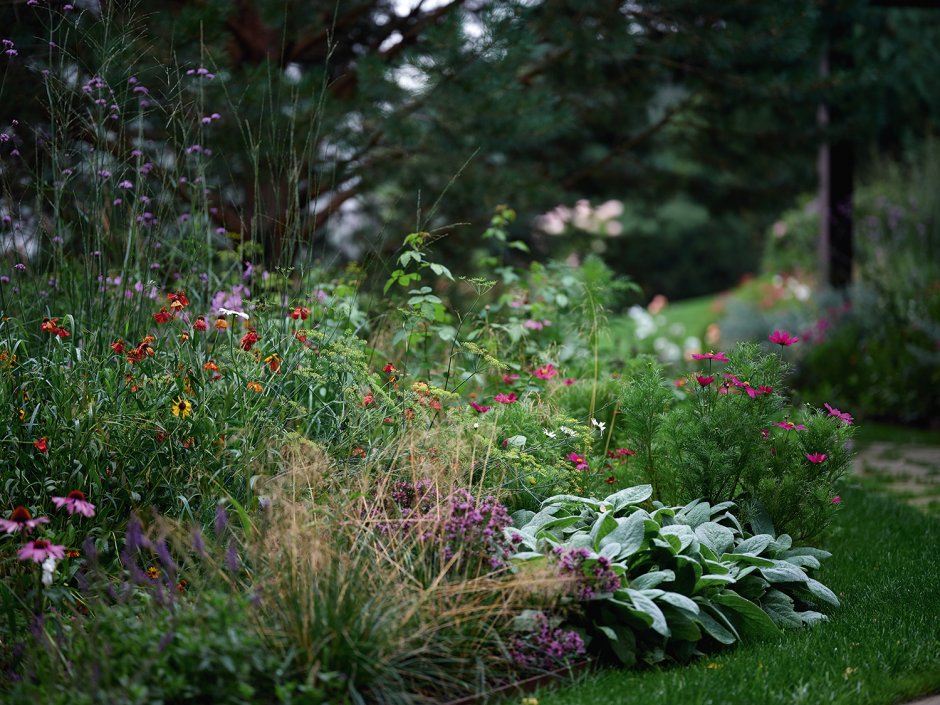 Мох ландшафтно-архитектурное бюро ирга Ламарка