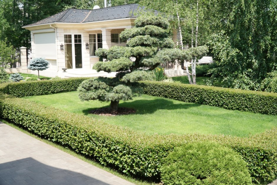 Фитопластика спирея