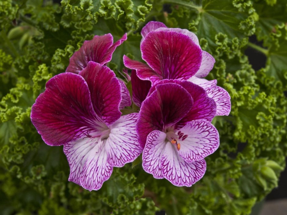 Пеларгония ангел Eskay Verglo