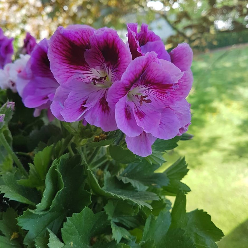 Королевская пеларгония курчавая