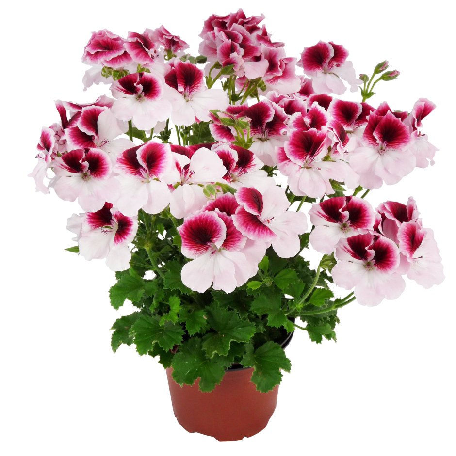 Пеларгония ANGELEYES bicolor