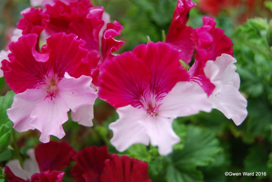 Пеларгония ангел Quantock perfection