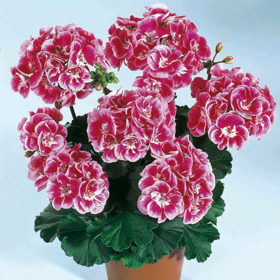 Пеларгония Оакфилд