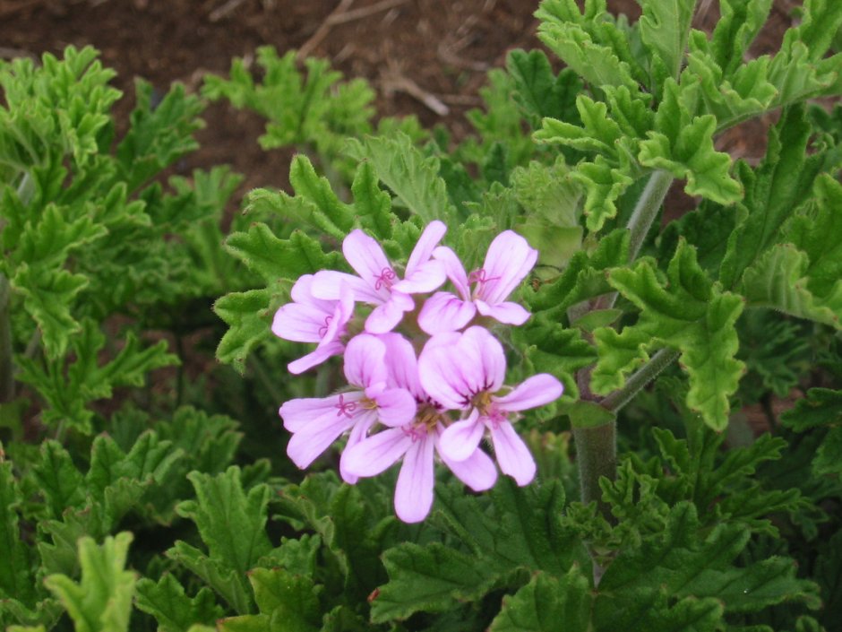 Бурбонская герань