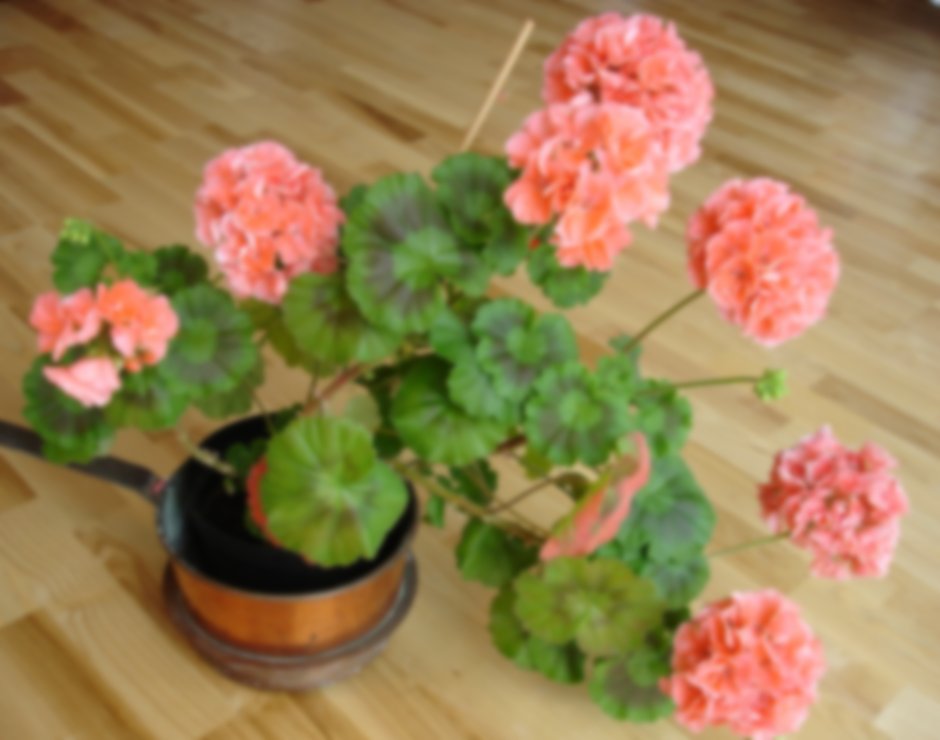 Пеларгония комнатное растение