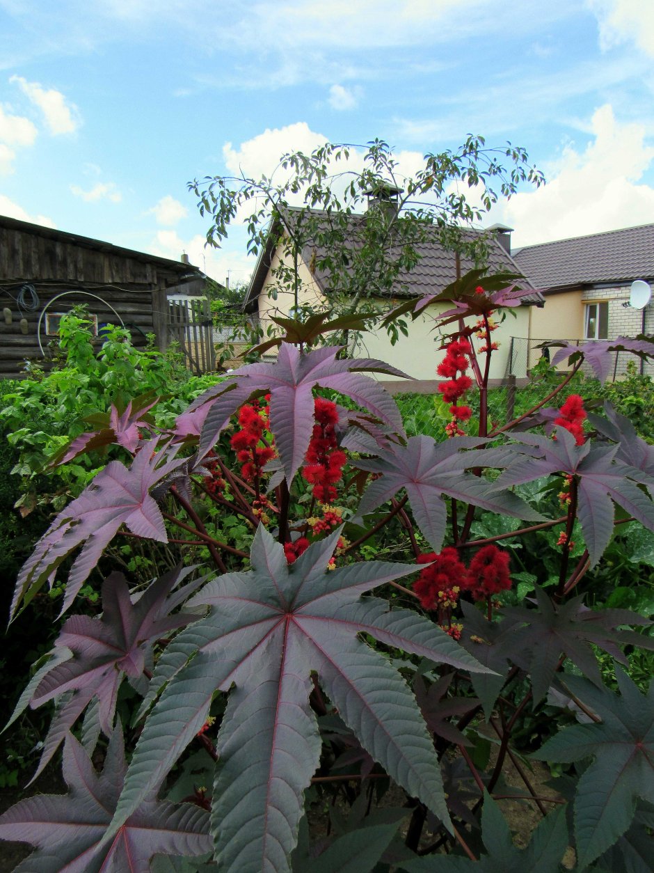 Клещевина рубиновое Созвездие