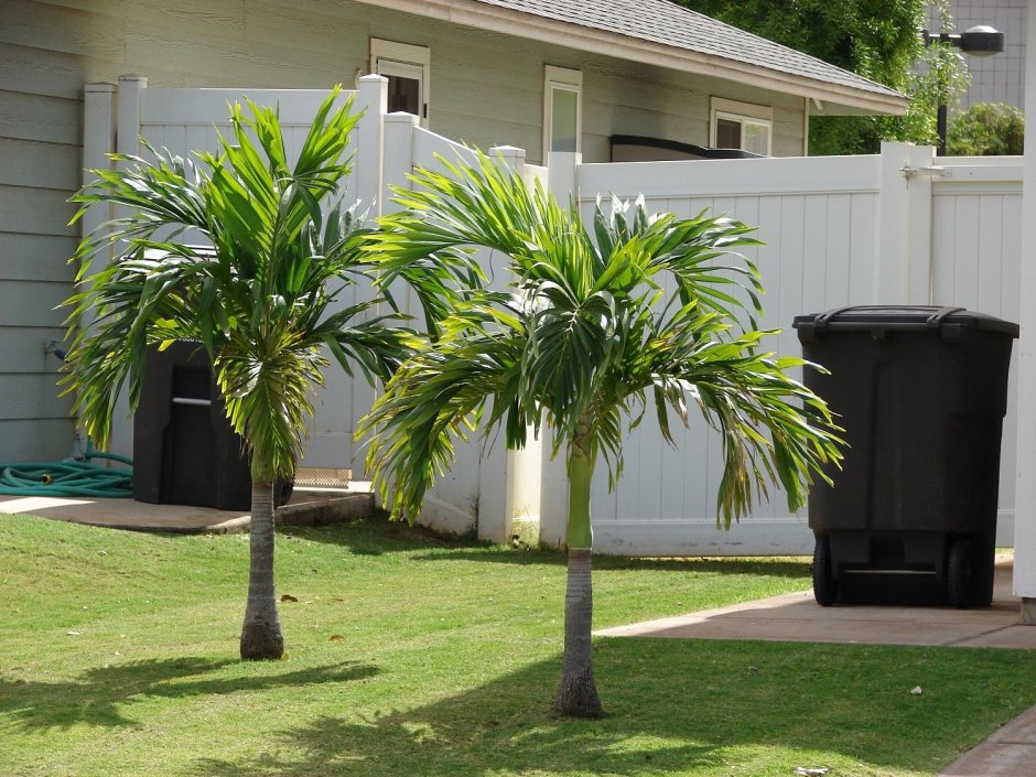 Пальма в саду